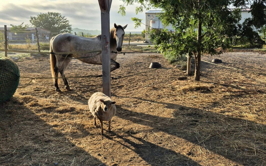Des places disponibles en pension pour chevaux à l’Écurie de Launac