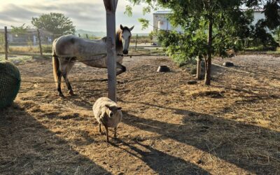 Des places disponibles en pension pour chevaux à l’Écurie de Launac